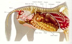 Anatomia del caballo
