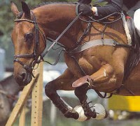 Musculos y piel del caballo