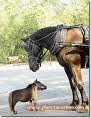 El caballo mas pequeo del mundo