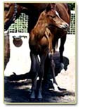 No hay dos caballos iguales