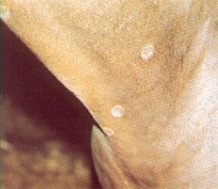 Enfermedades de la piel del caballo