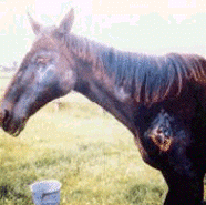 Enfermedades infecciosas del caballo