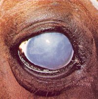 Enfermedades oculares del caballo