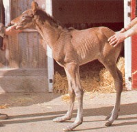 Enfermedades oseas del caballo