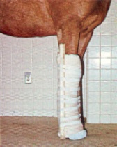  Fracturas de hueso en caballos