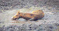Enfermedades del sistema nervioso del caballo