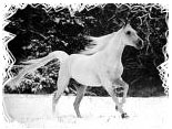 Razas de caballos