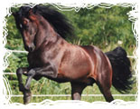 Juegos de caballos