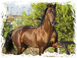 Curiosidades de los caballos
