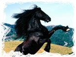 Capas y marcas de caballos