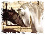 Disciplinas de caballos