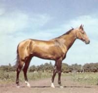 Akhal-Teke