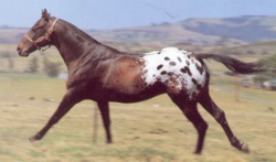 Appaloosa