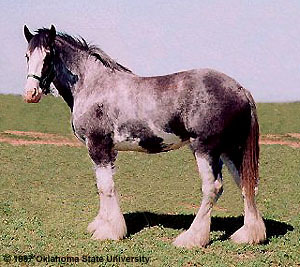 Clydesdale