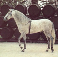 Espaol-Andaluz