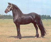 Frison