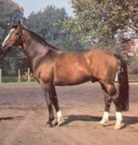 Hannoveriano