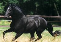 Lusitano