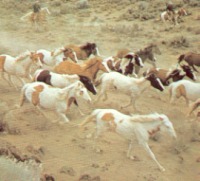Mustang