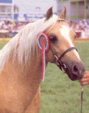 Palomino