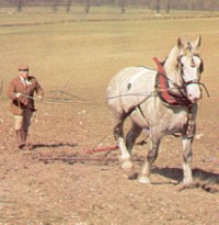 Percheron