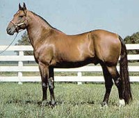 Standardbred